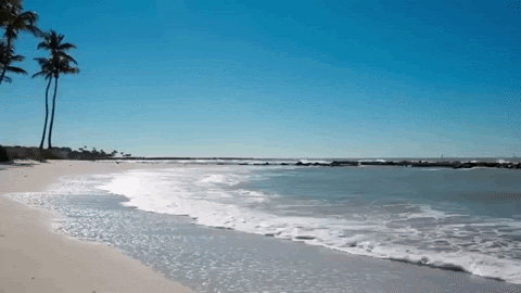 Quiet beach scene with gentle waves lapping at the shore under a clear blue sky, framed by palm trees.