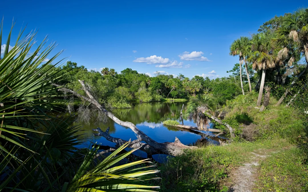 Lush green landscape with palm trees and a tranquil pond in Venice, Florida, reflecting the natural beauty of local neighborhoods.