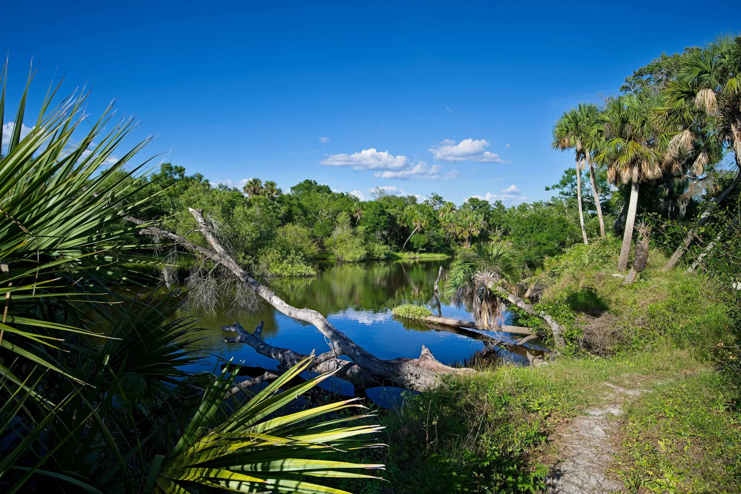 Lush wetland landscape with palm trees, fallen logs in still water, under blue sky.