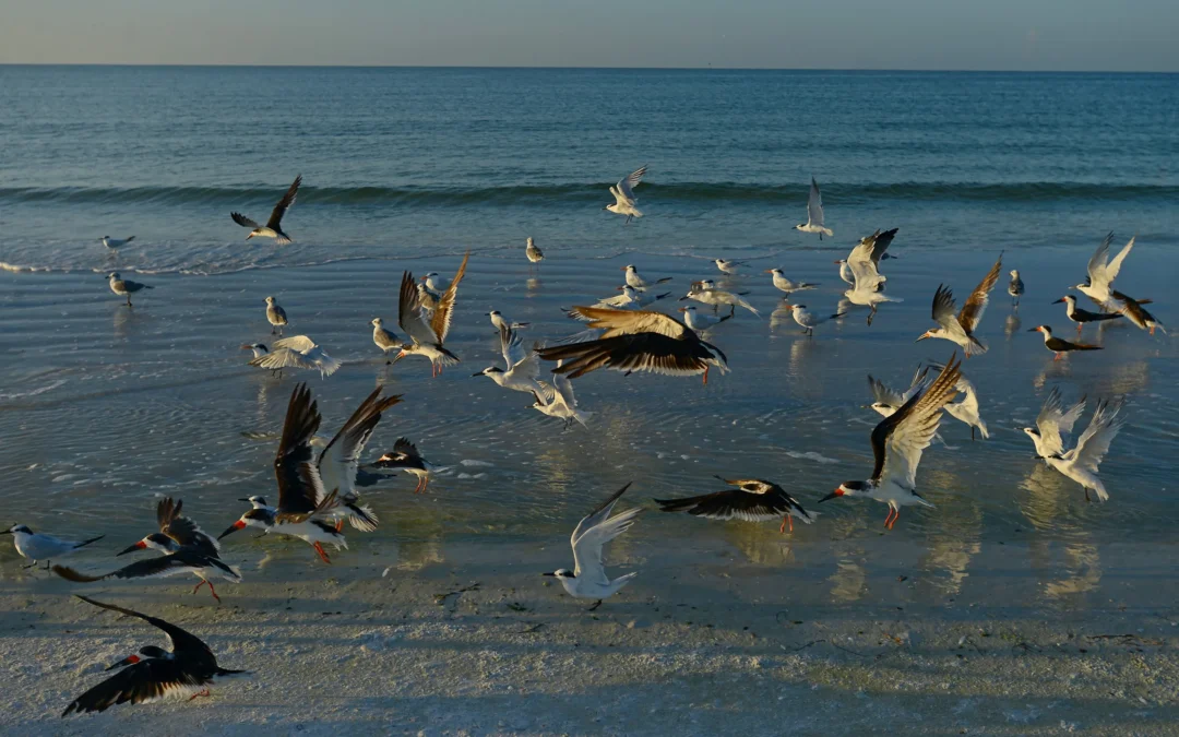 A Local’s Guide to the Best Beaches in Venice, FL
