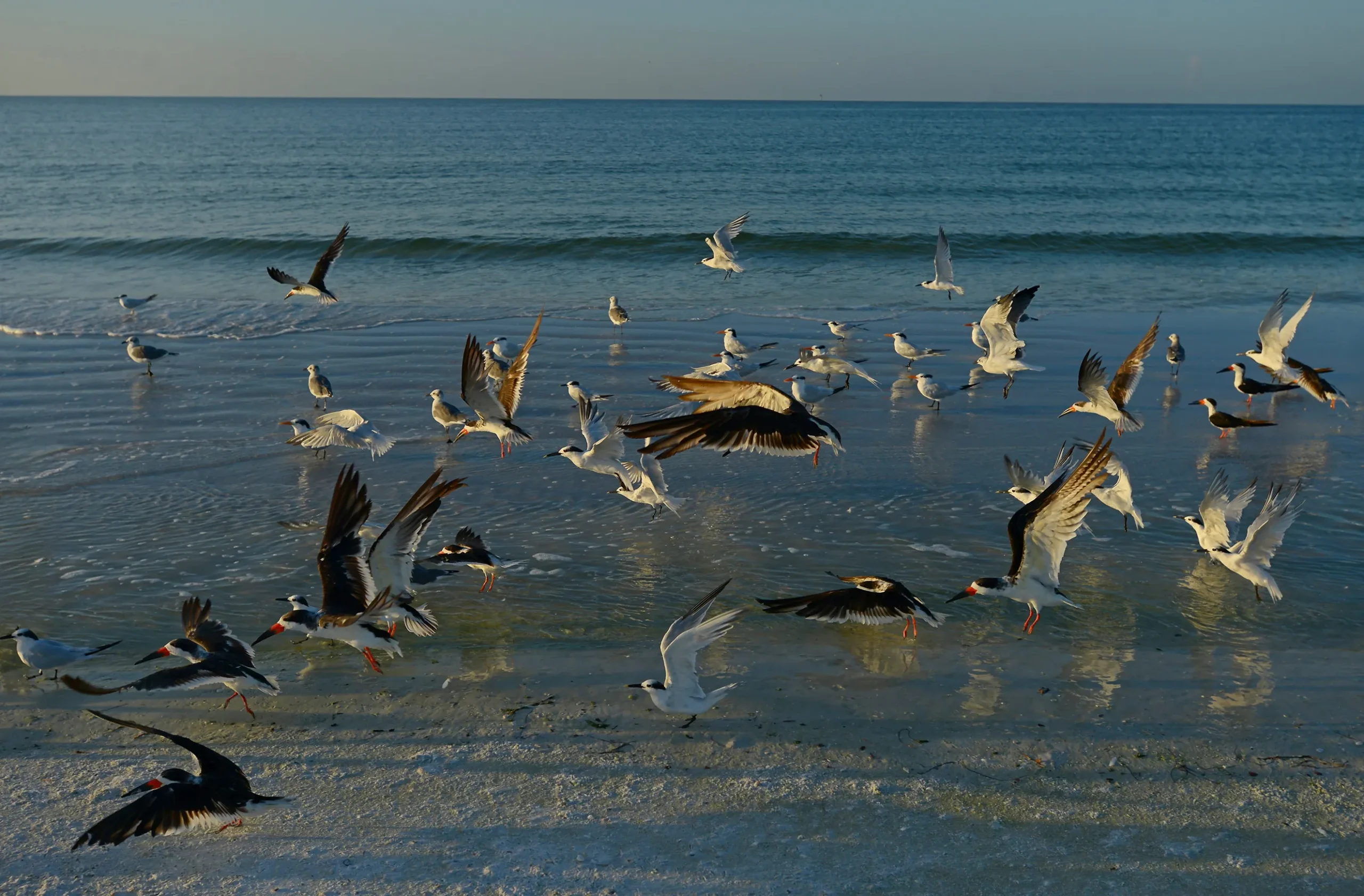 Flock of seabirds flying over the sandy shore of Venice Beach, Florida, with gentle waves and a tranquil ocean backdrop, highlighting local wildlife and beach activities.